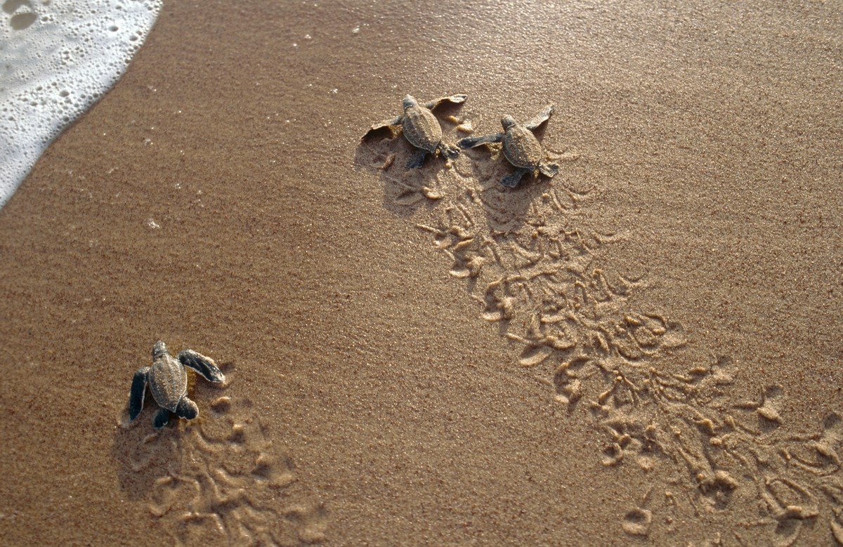 baby-schildpad-zee