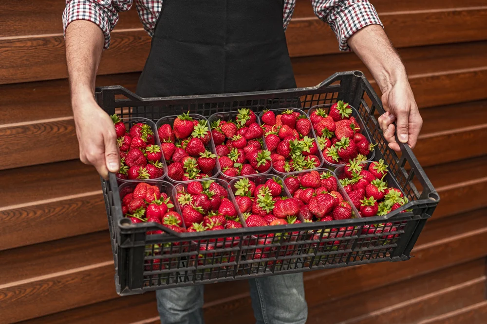 fresh-strawberries-in-container-being-carried-2026-09-22-03-04-47-utc_1000x667