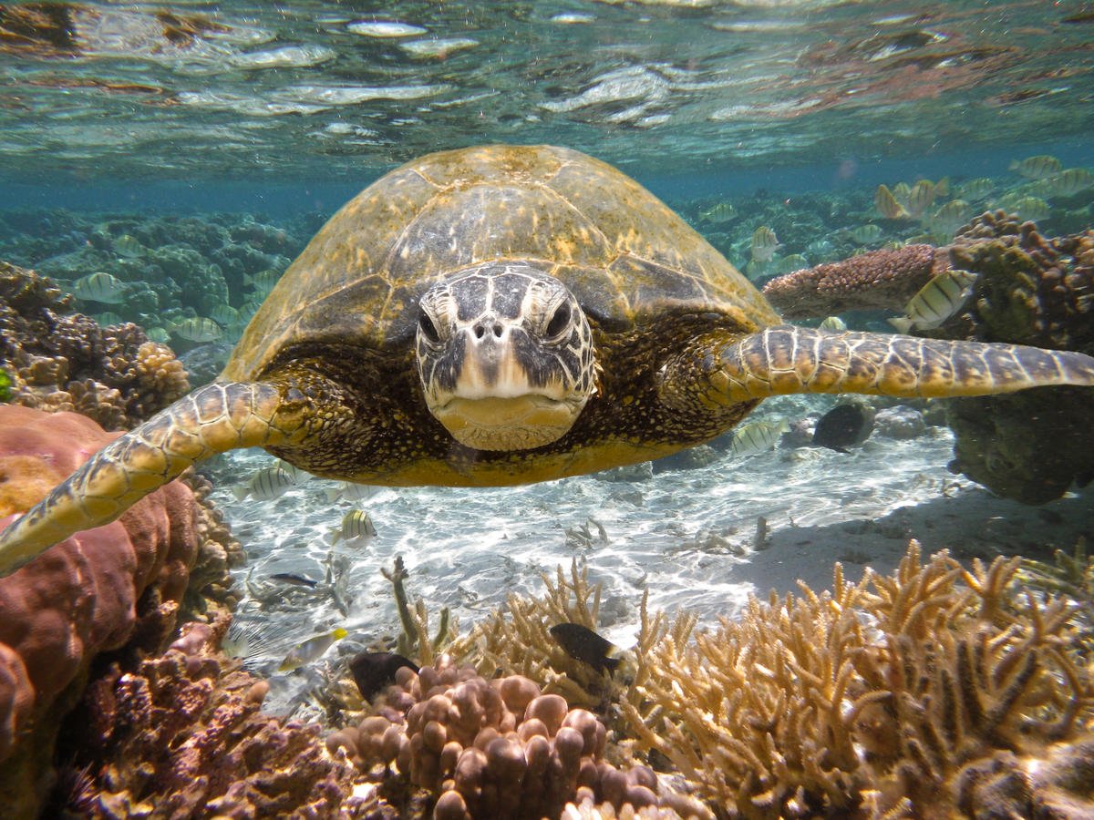 groene-zeeschildpad-Hawaii