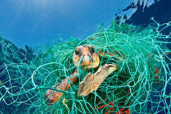 schildpad-gevangen-in-net