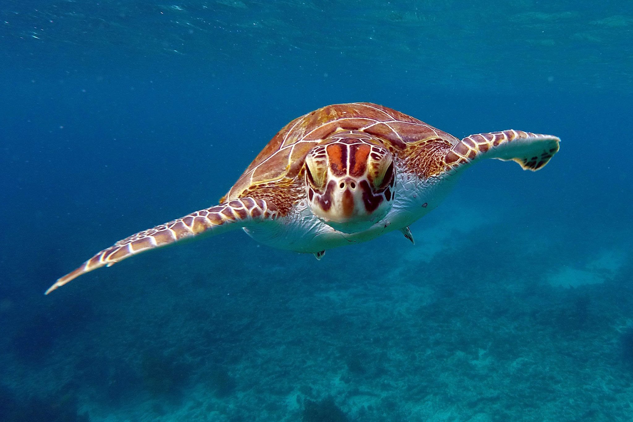 turtle-face-bonaire-2016casper-douma-wwf